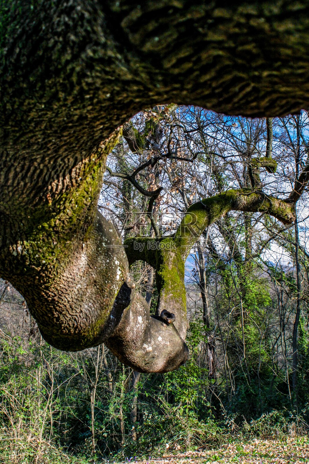 一种非常古老，巨大，华丽，复杂的橡木照片摄影图片