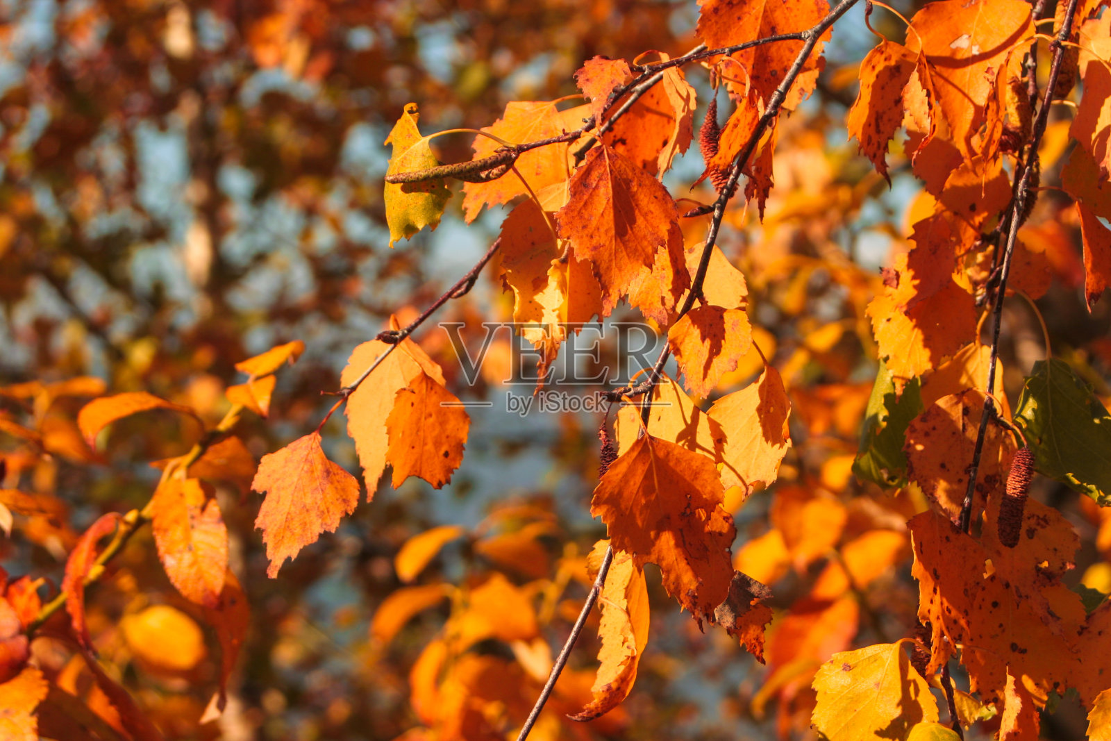 红红的秋叶照片摄影图片