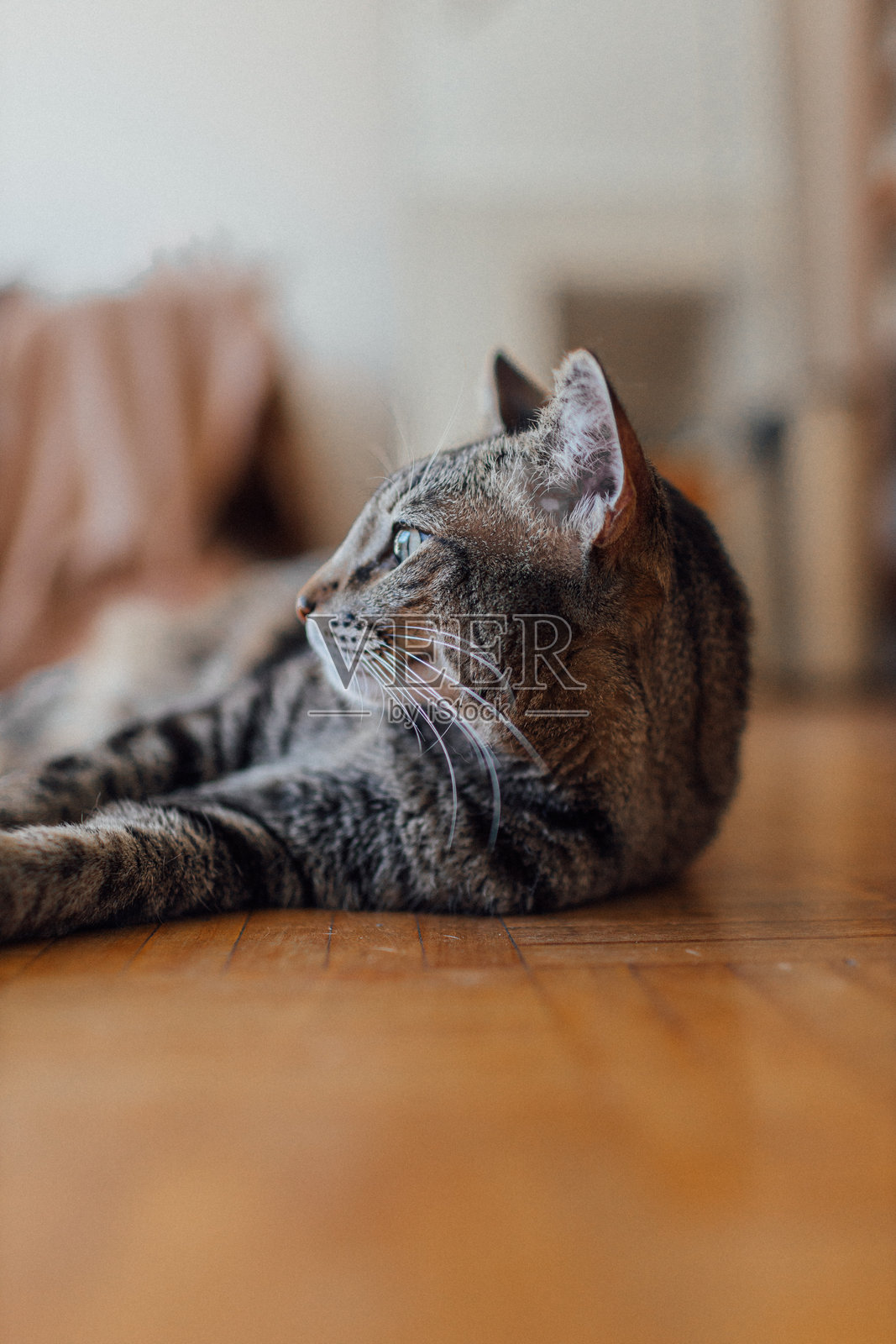 猫躺在客厅的地板上照片摄影图片