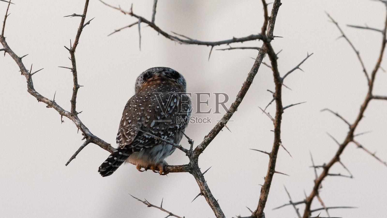 南非普马兰加省克鲁格国家公园鳄鱼桥附近的珍珠斑点猫头鹰(Witkoluil)照片摄影图片