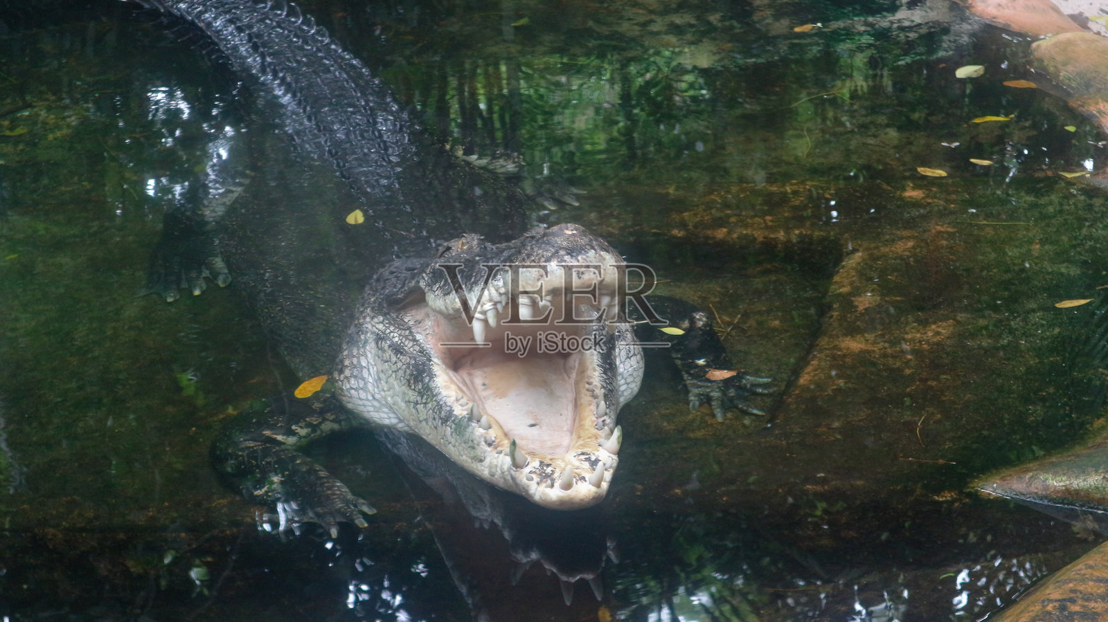 鳄鱼照片摄影图片