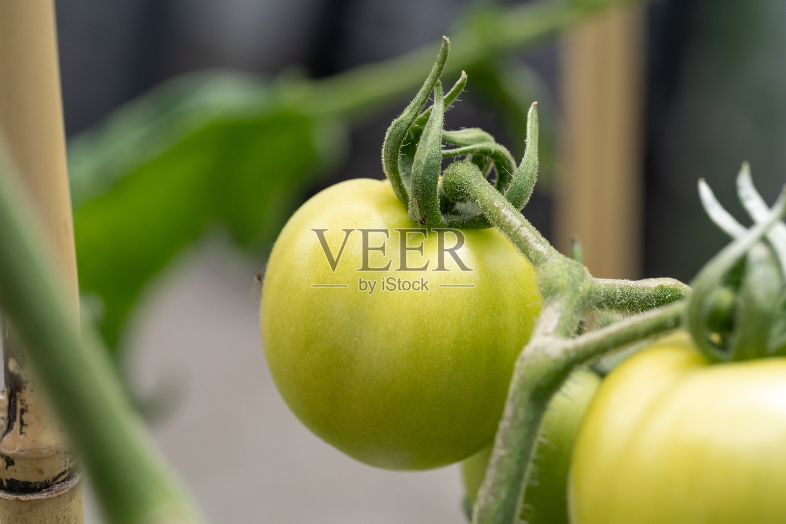 花园里的绿西红柿照片摄影图片