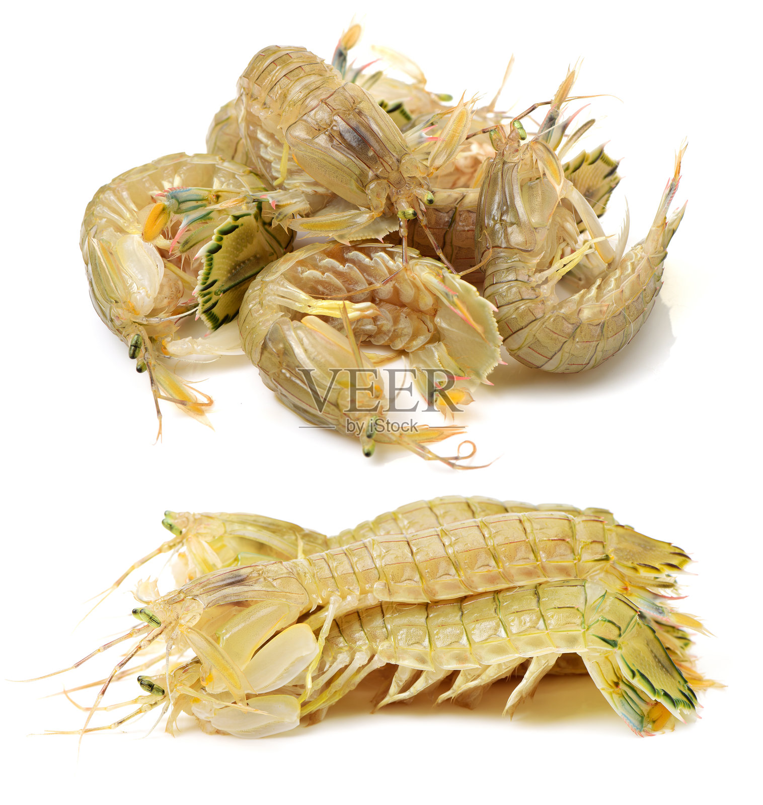 螳螂虾照片摄影图片