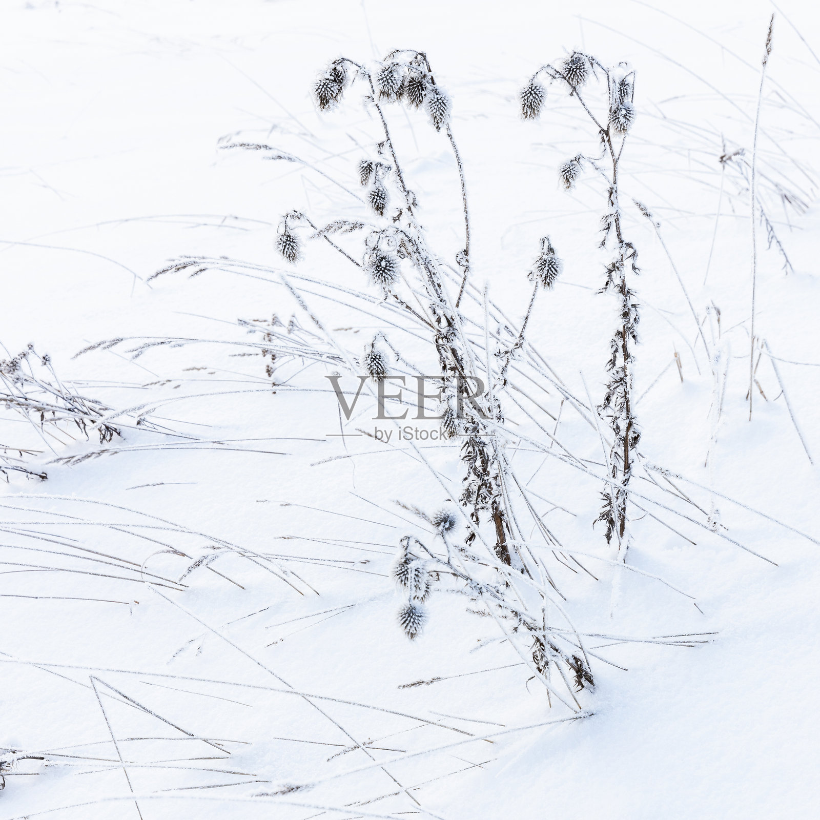 冻干的植物站在雪堆里，近距离方形照片照片摄影图片