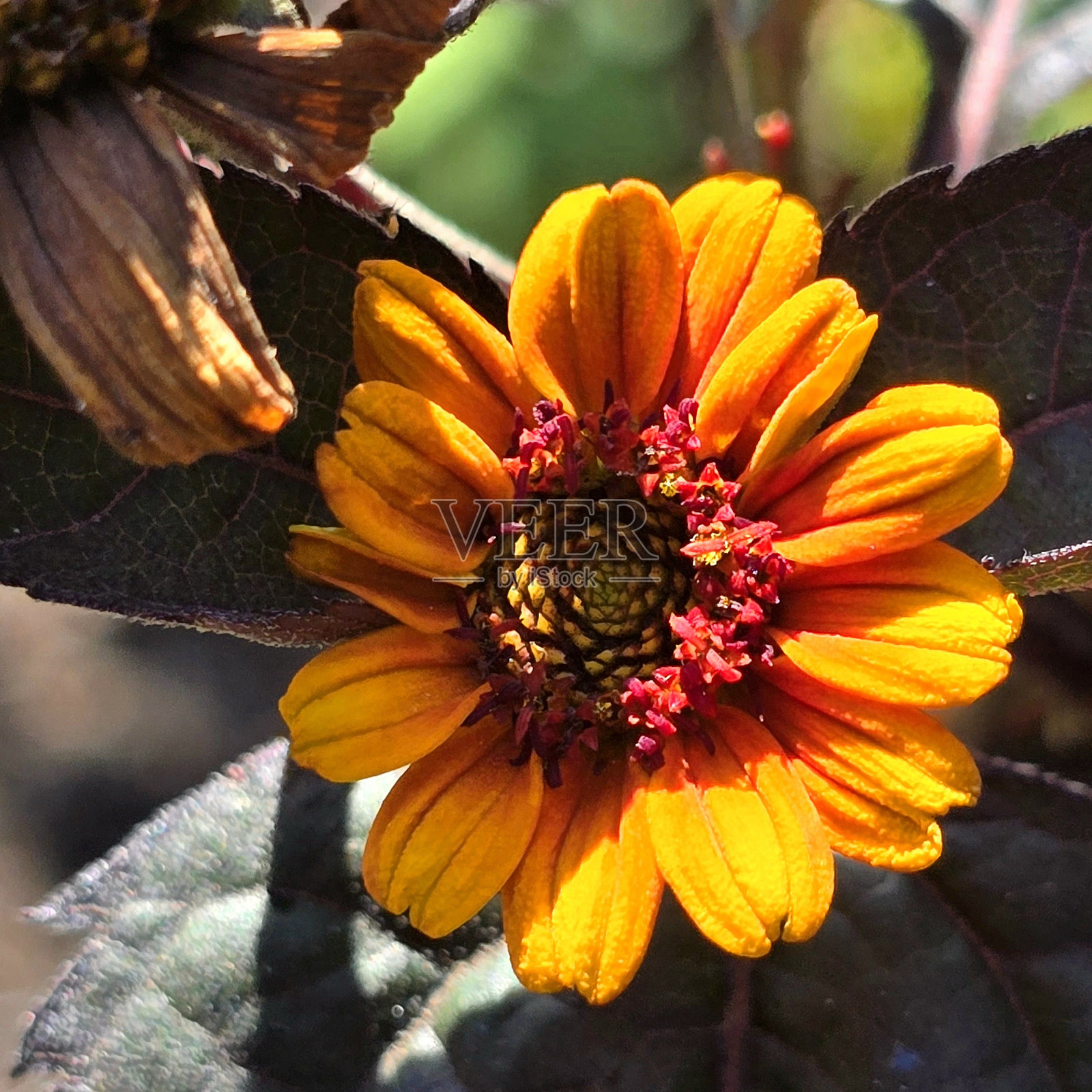 七月的温哥华斯坦利公园海堤绿道海景、岩石景观、沙滩景观、贝壳、景观和浮木照片摄影图片