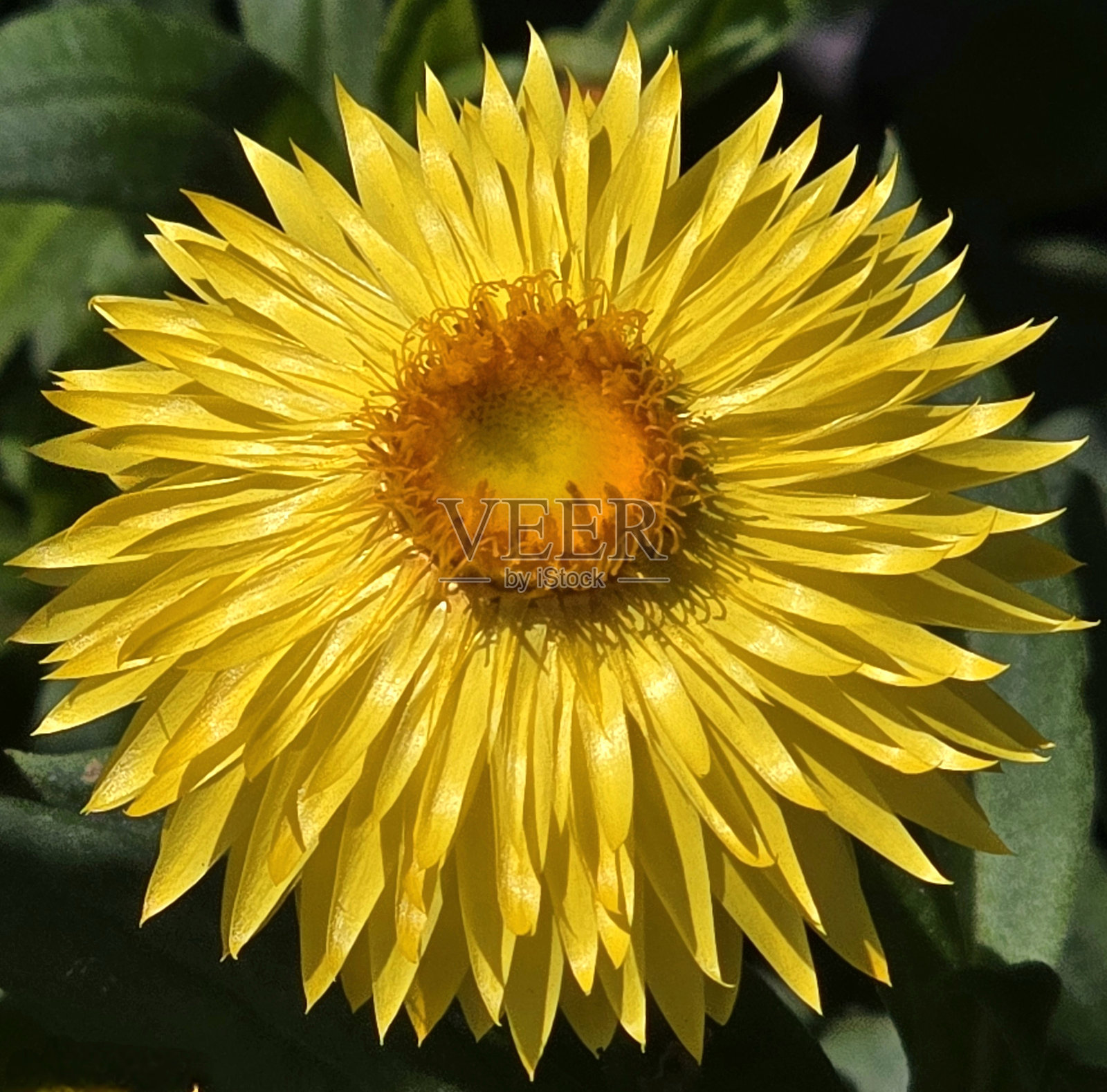 七月的温哥华斯坦利公园海堤绿道海景、岩石景观、沙滩景观、贝壳、景观和浮木照片摄影图片