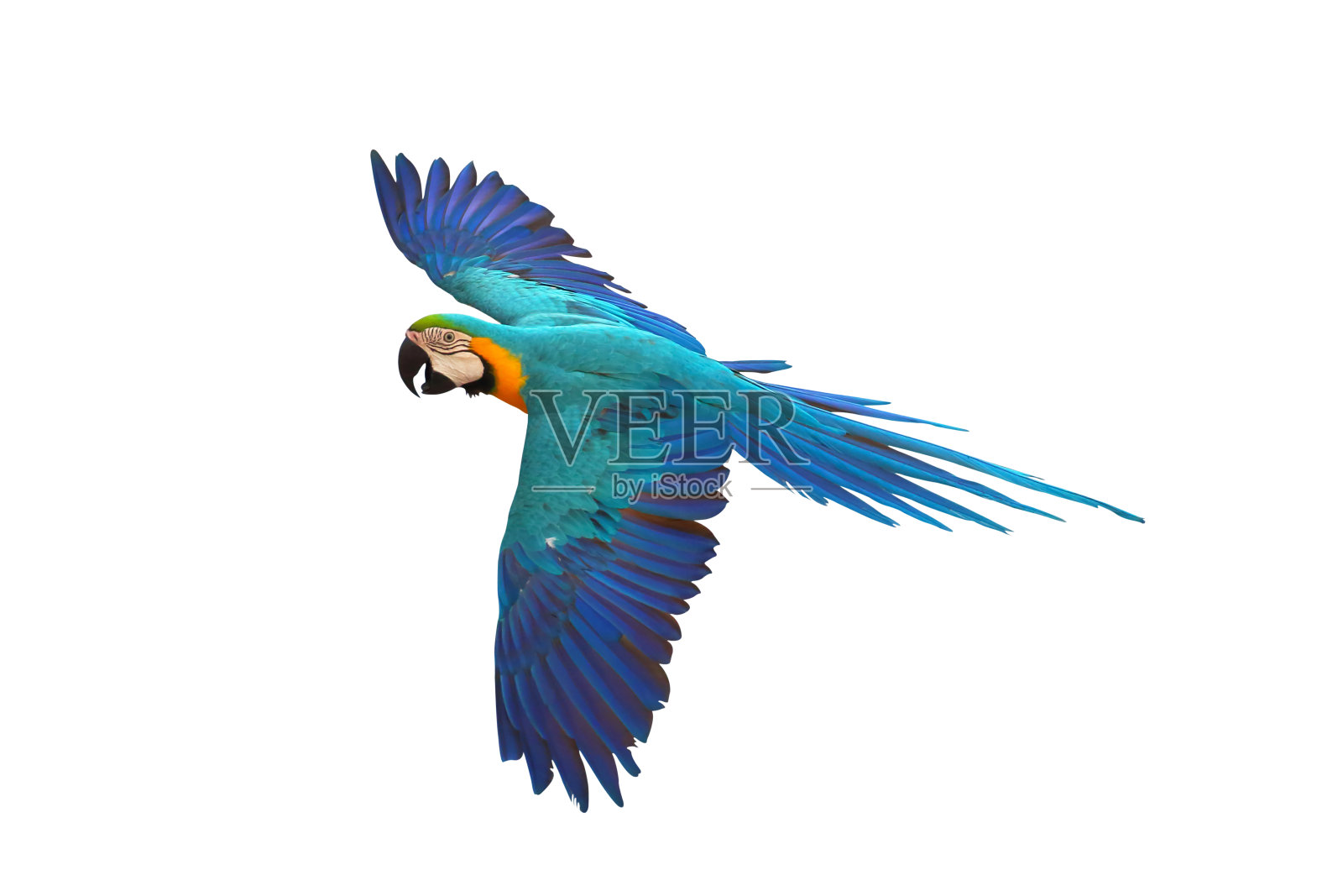 鹦鹉照片摄影图片