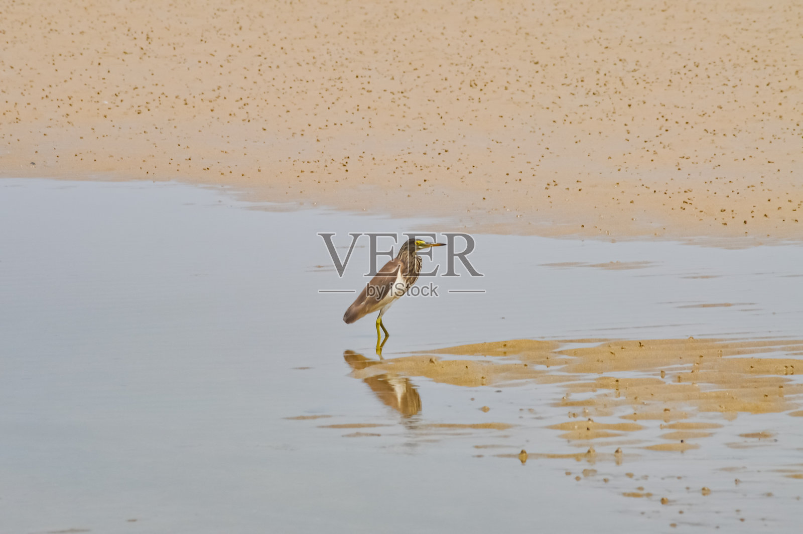 一只苍鹭在海边捕食照片摄影图片