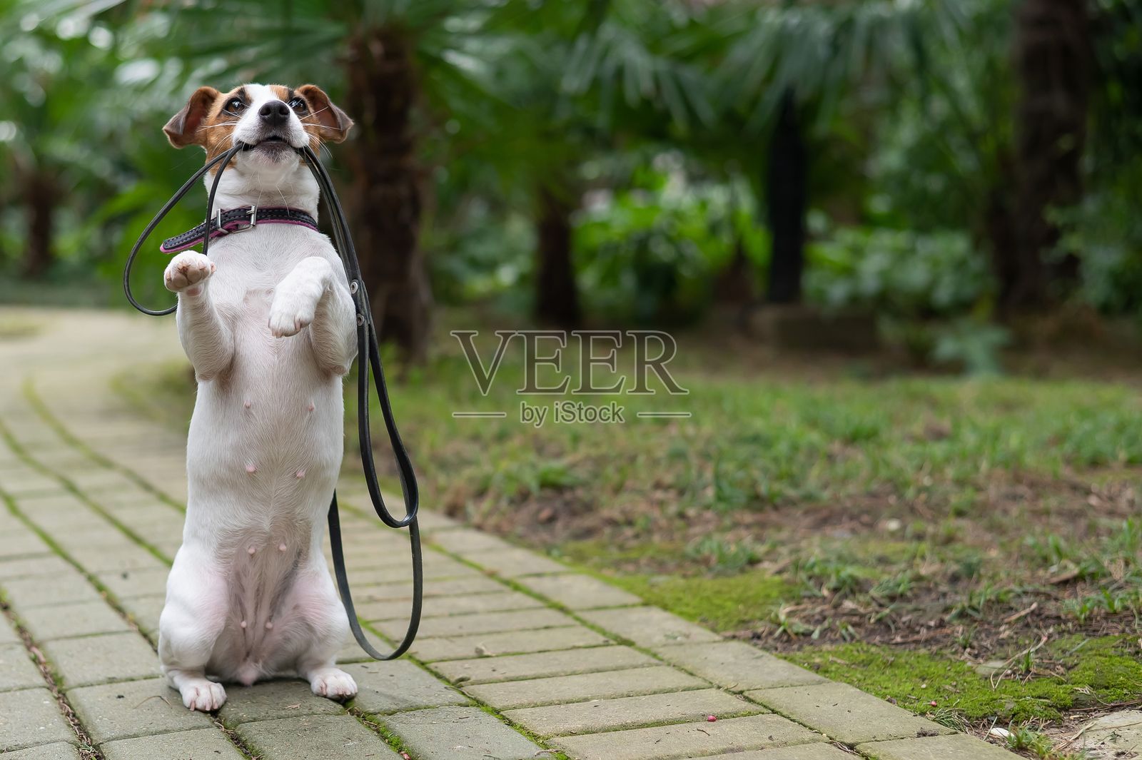 杰克罗素梗独自坐在公园的一棵棕榈树下。走失的狗牵着皮带等着主人。照片摄影图片