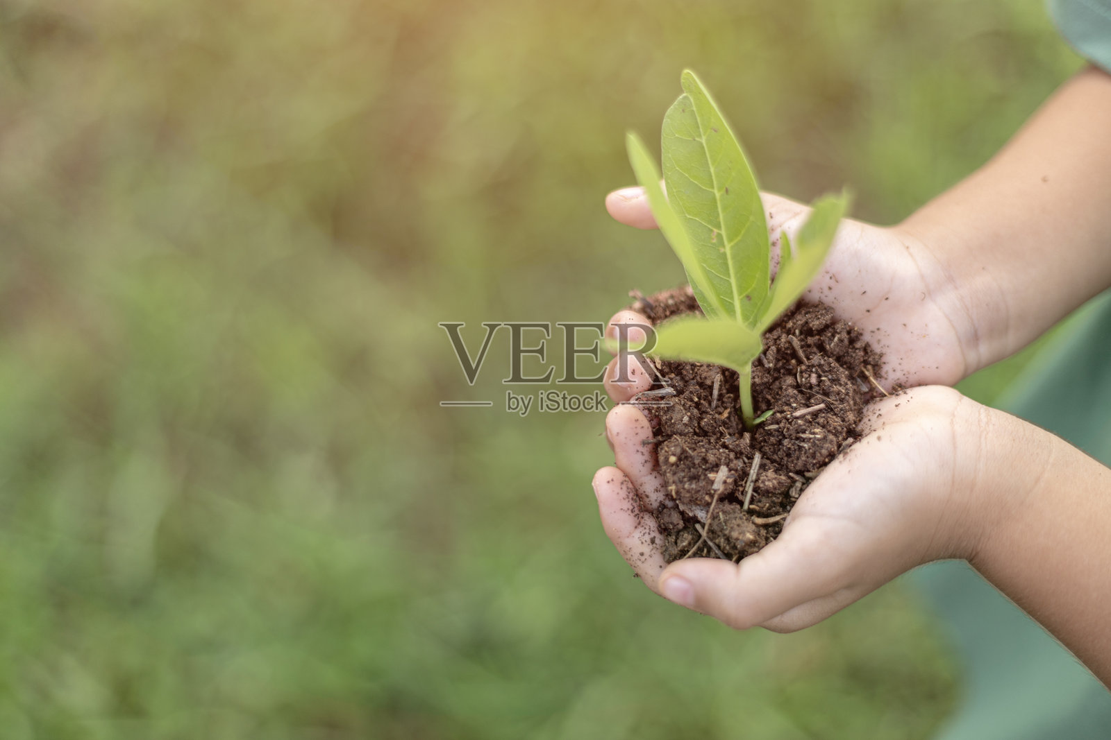 一个人手里拿着一株小植物。这株植物是一株幼苗，正在泥土中生长。照片摄影图片