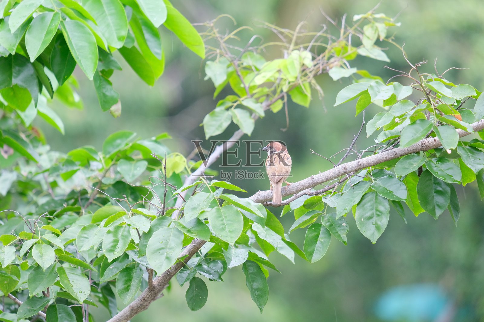 看那只孤独地坐在树枝上的麻雀。照片摄影图片