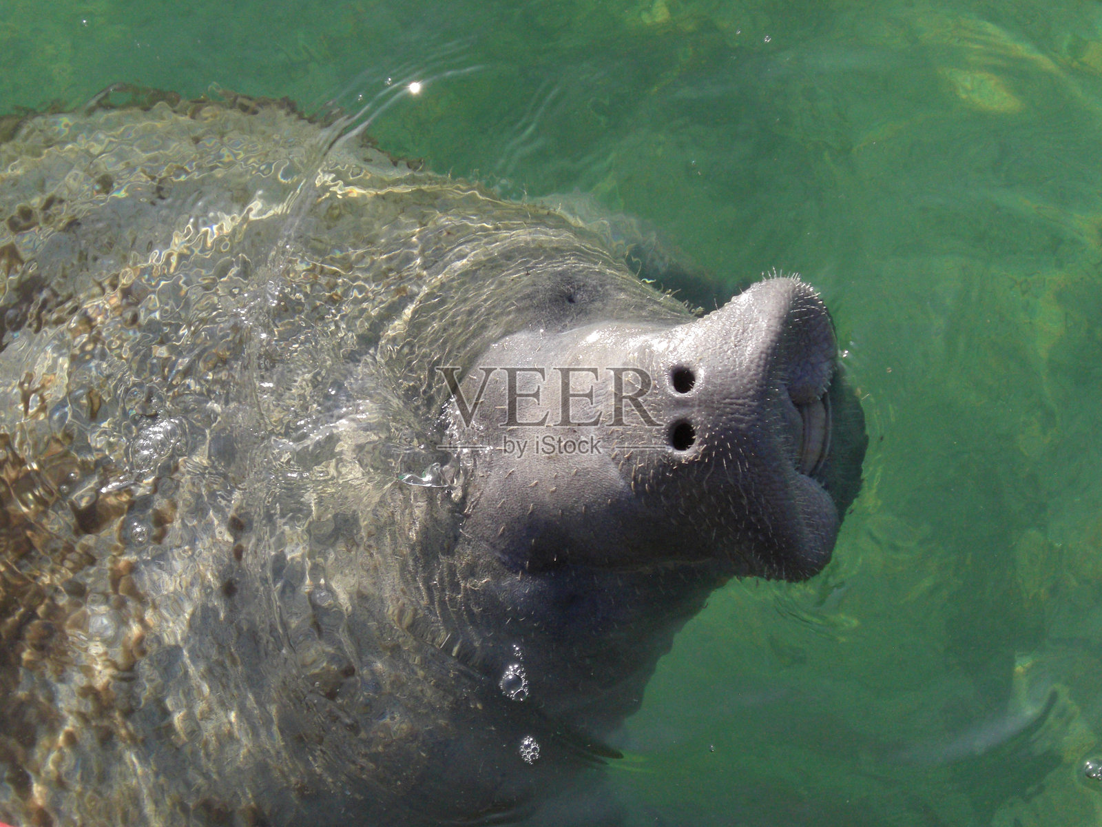 海牛在水里照片摄影图片
