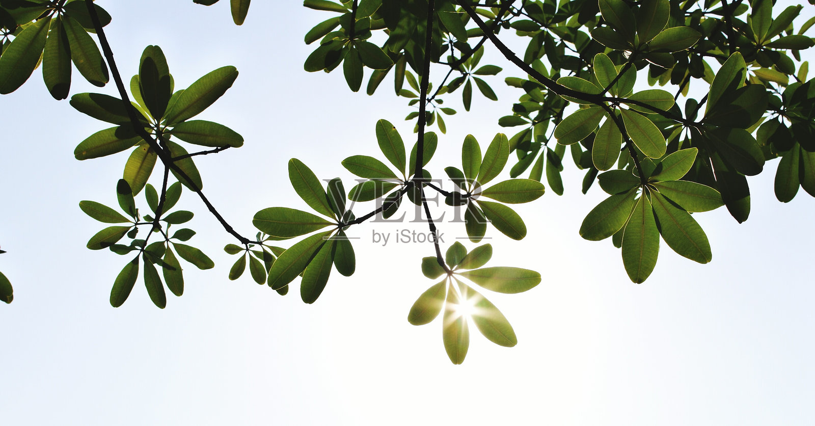 树叶对天空的低角度视图照片摄影图片