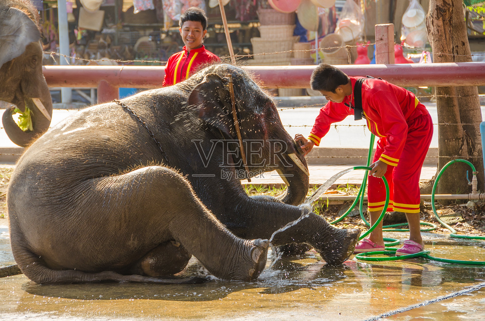 象的厕所照片摄影图片