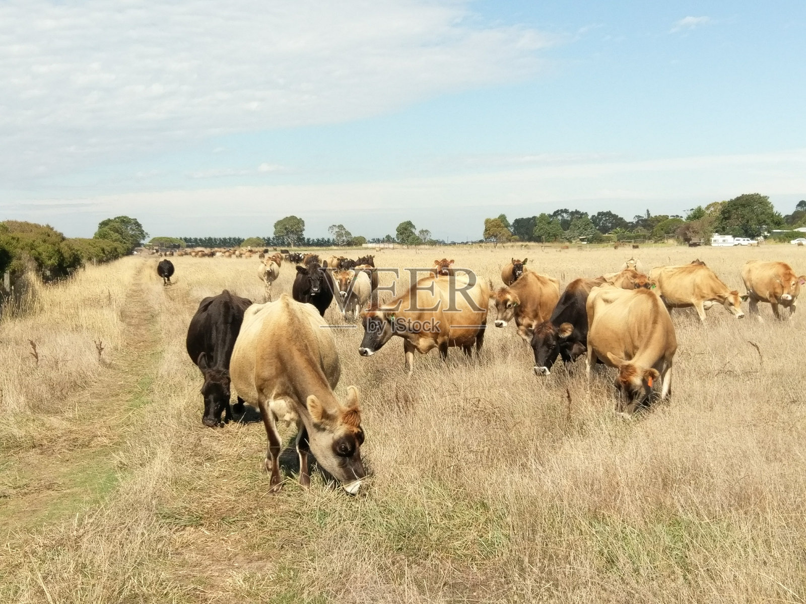 牧场上吃草的牛照片摄影图片