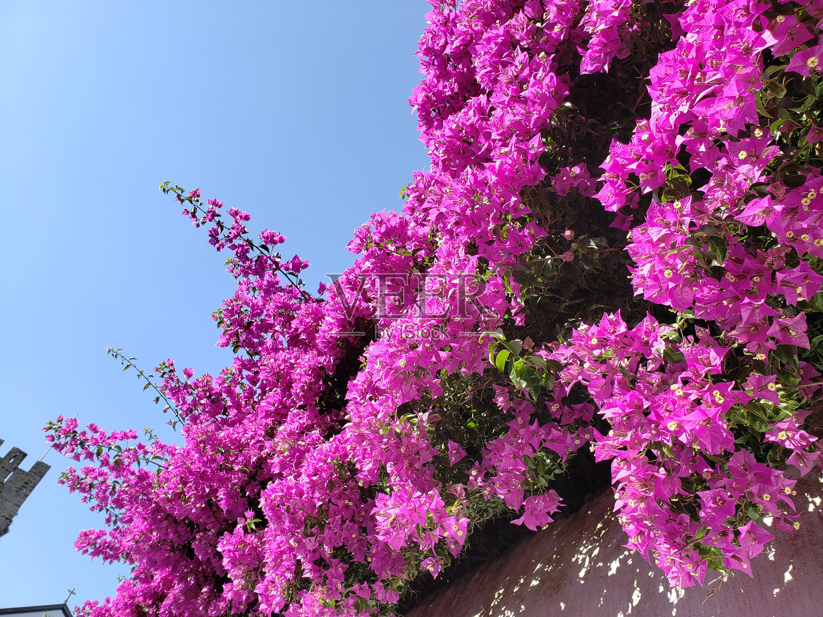 低角度看春天的粉红樱花照片摄影图片