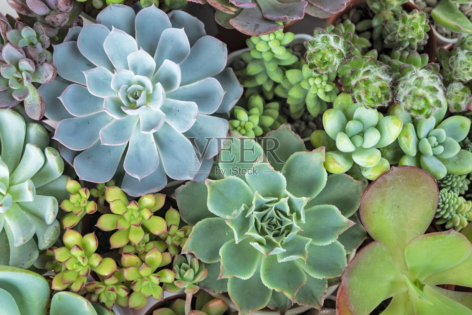 串串菊和景天多肉开花植物的混合室内植物布置背景照片摄影图片