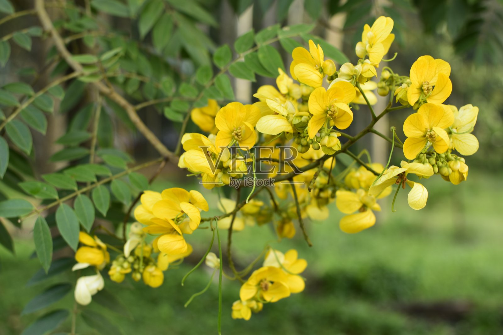 黄花特写照片摄影图片