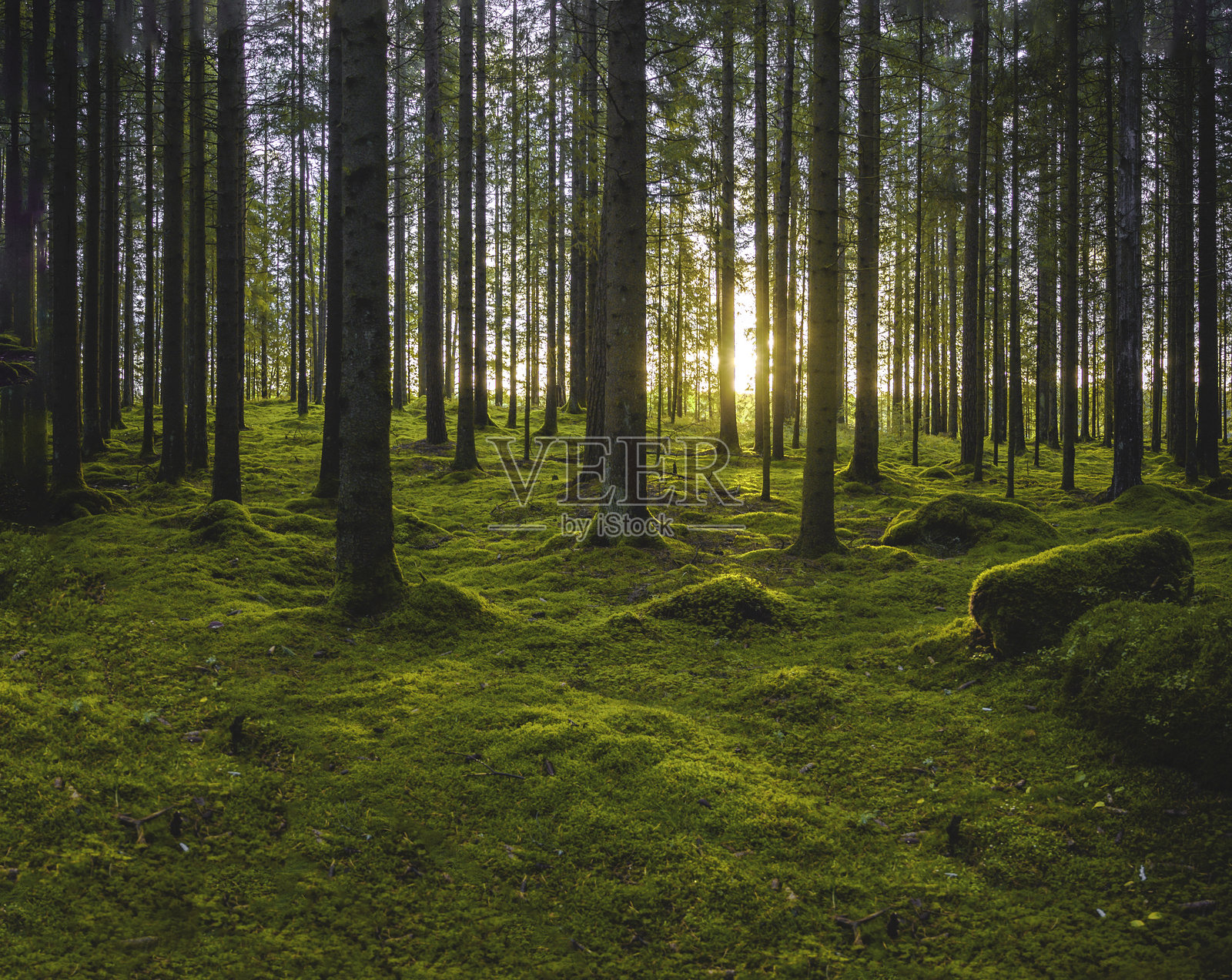 森林中的树木照片摄影图片