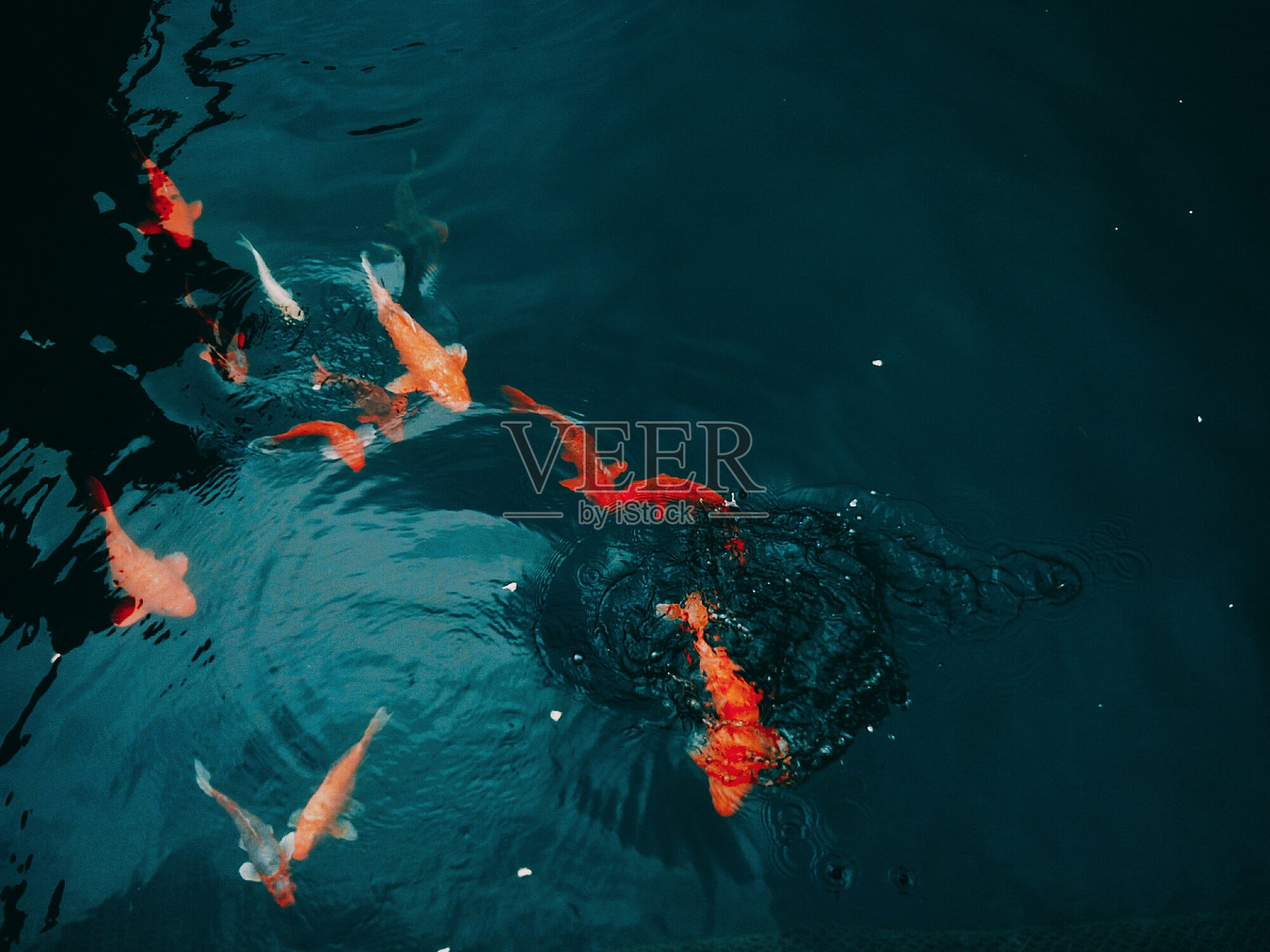 池中锦鲤的高角度拍摄照片摄影图片