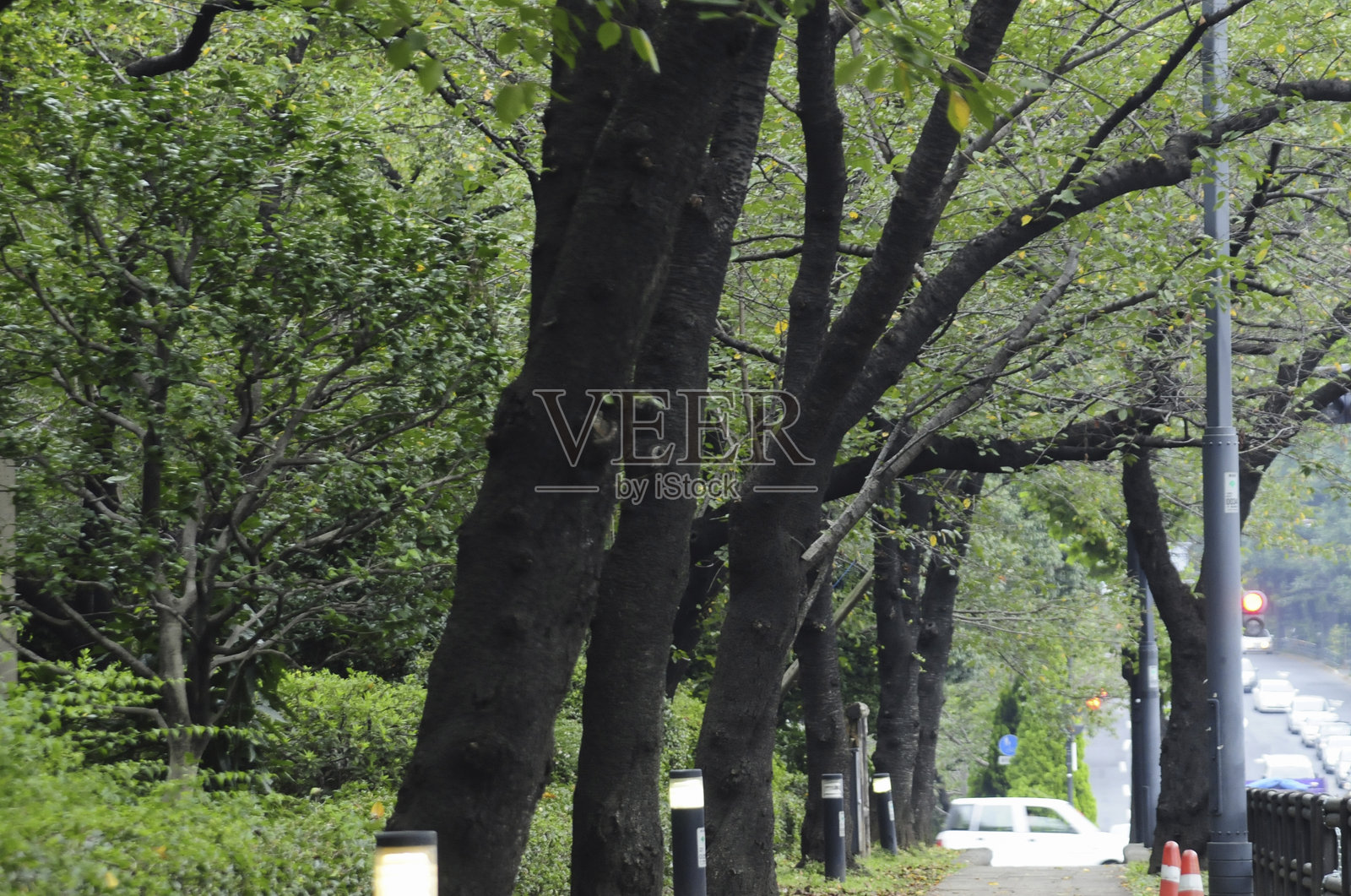 Chidorigafuchi公园照片摄影图片