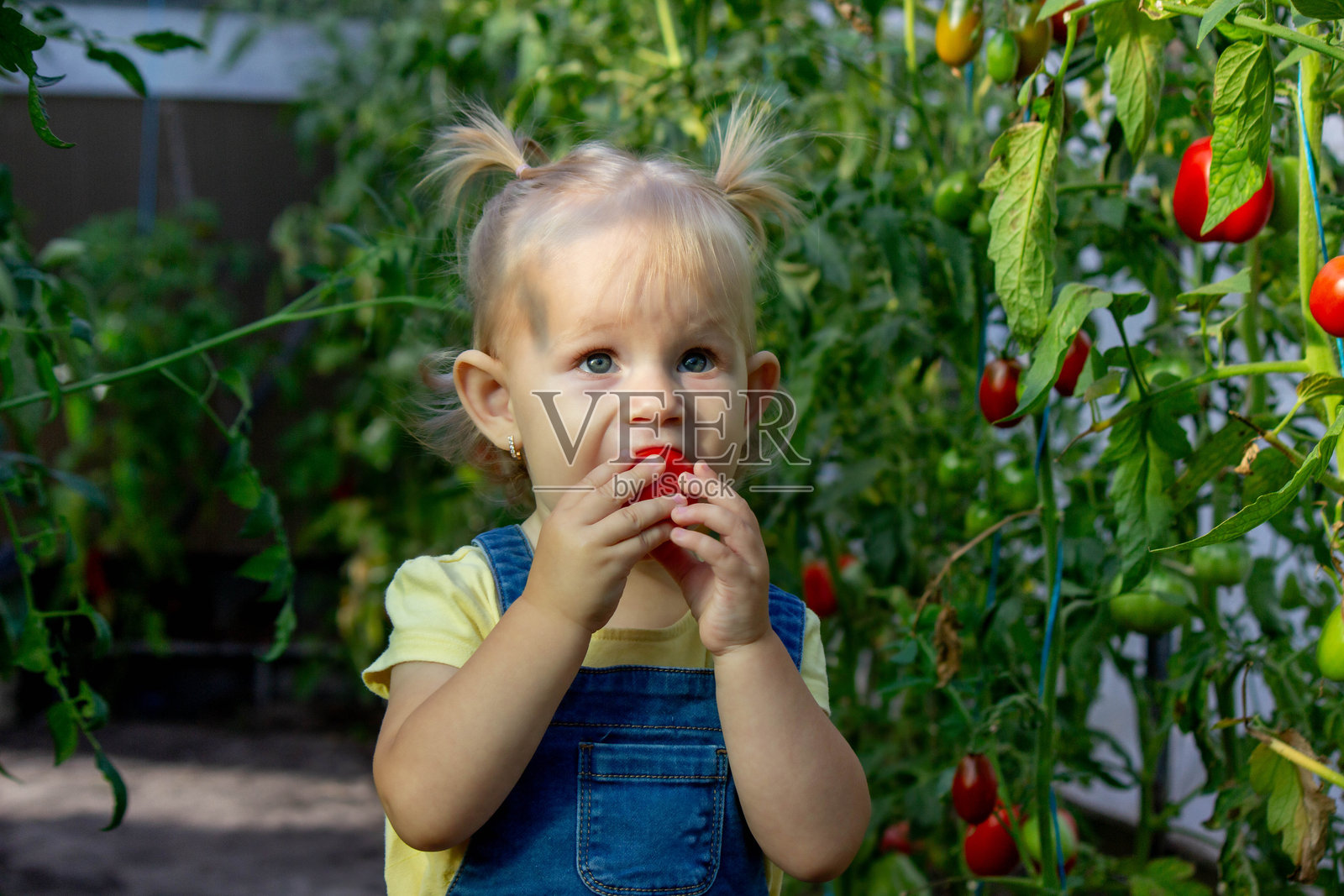 小女孩在温室里收集西红柿。有选择性的重点照片摄影图片