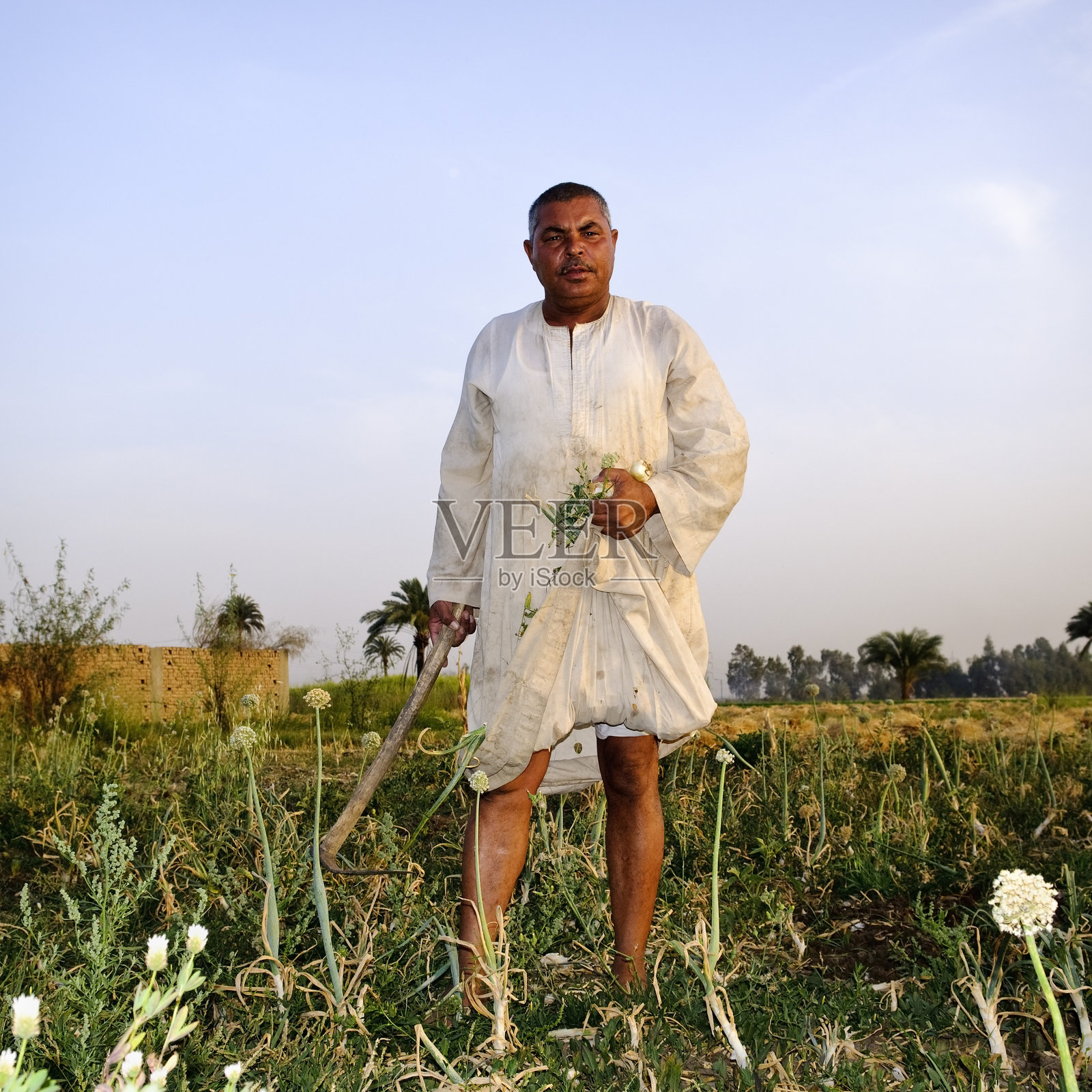 埃及的农民照片摄影图片