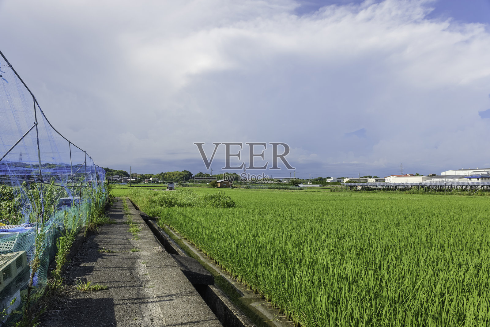 农业蓝天下绿稻田照片摄影图片