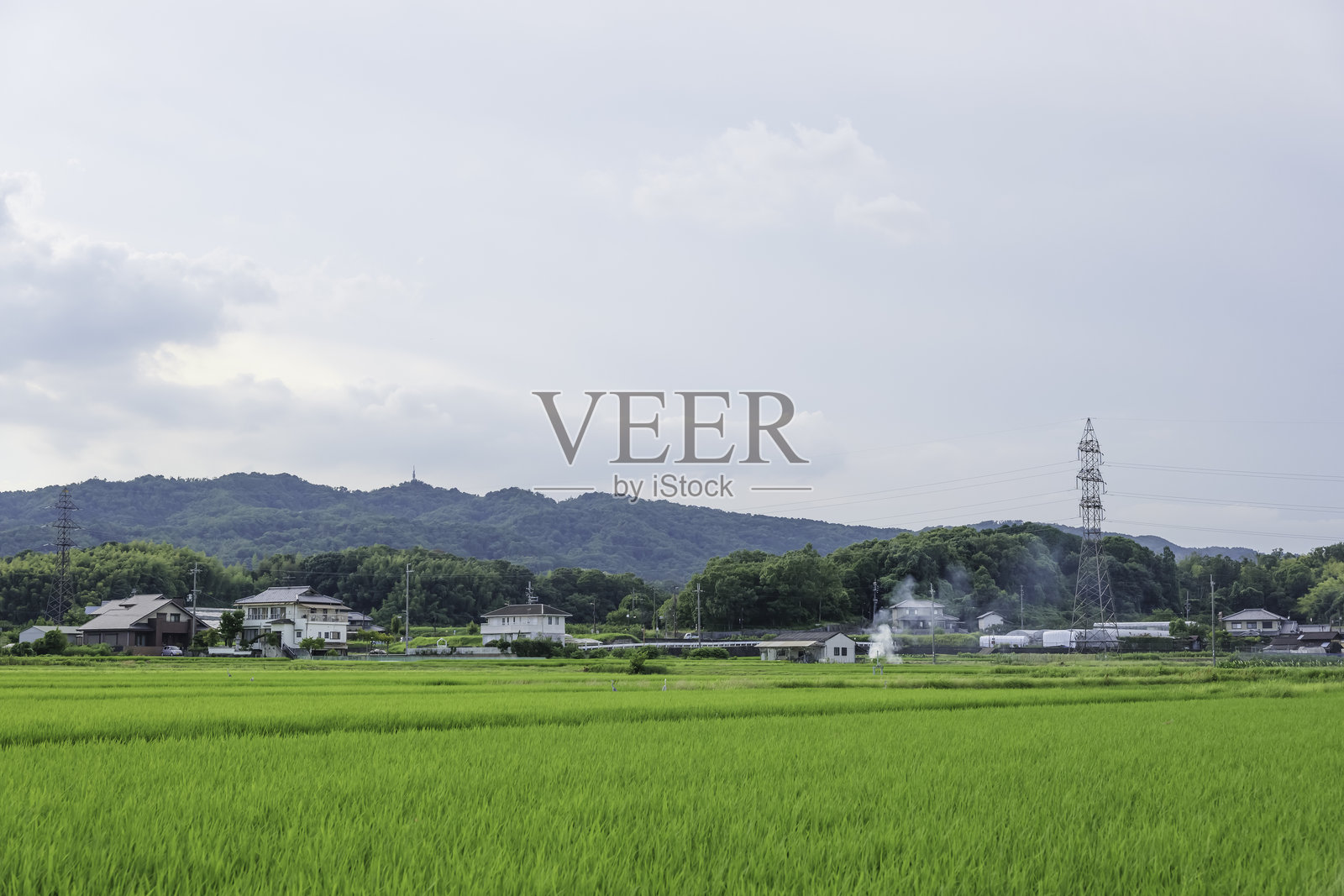 农业蓝天下绿稻田照片摄影图片