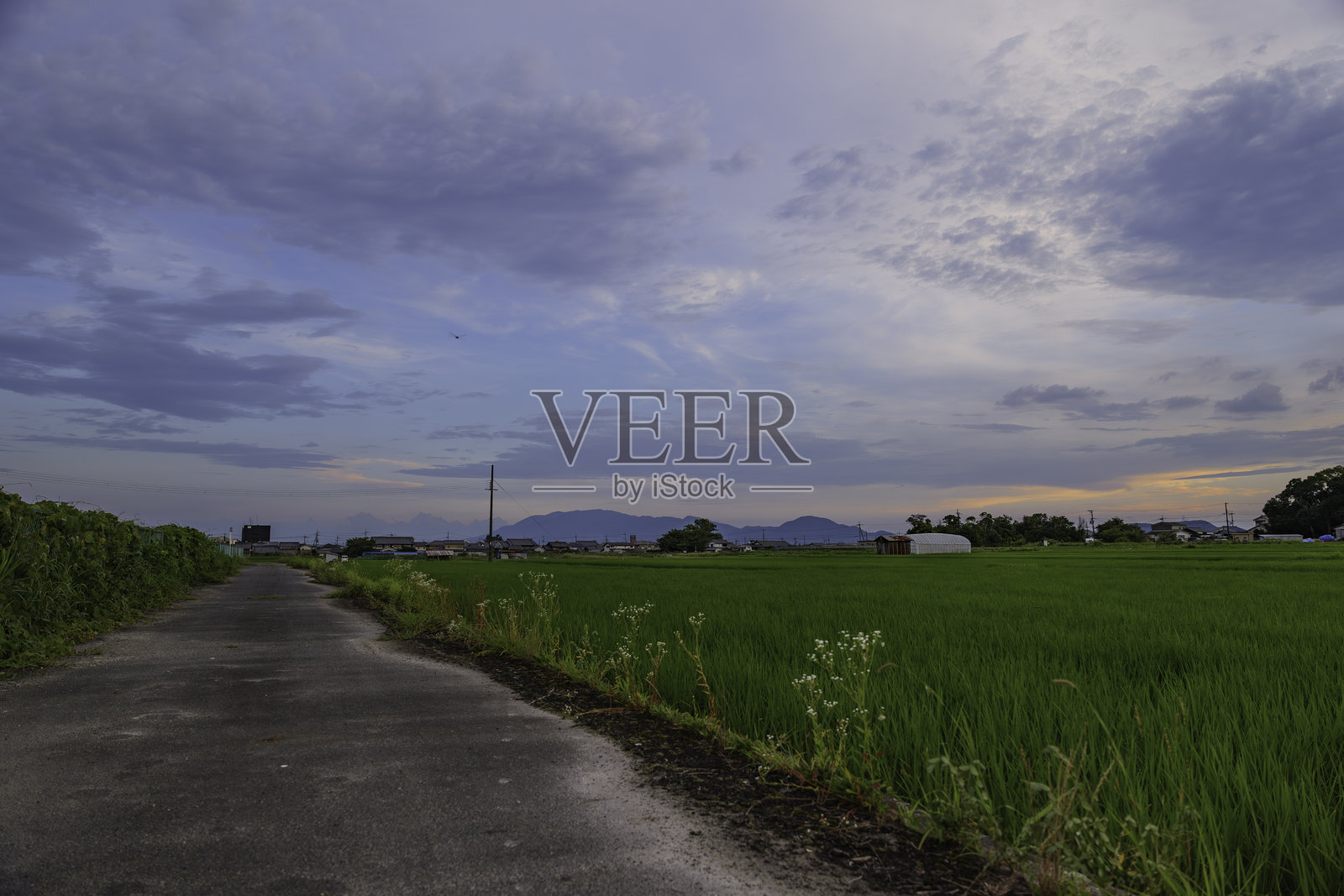 日本的农业村庄、乡村、稻田、草地和夏季的田野照片摄影图片