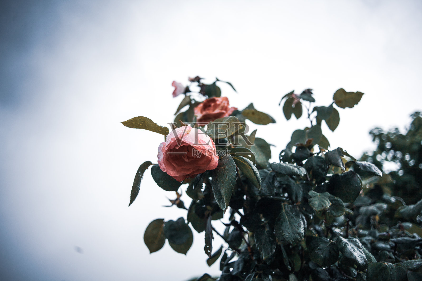 罗莎斯巴达照片摄影图片