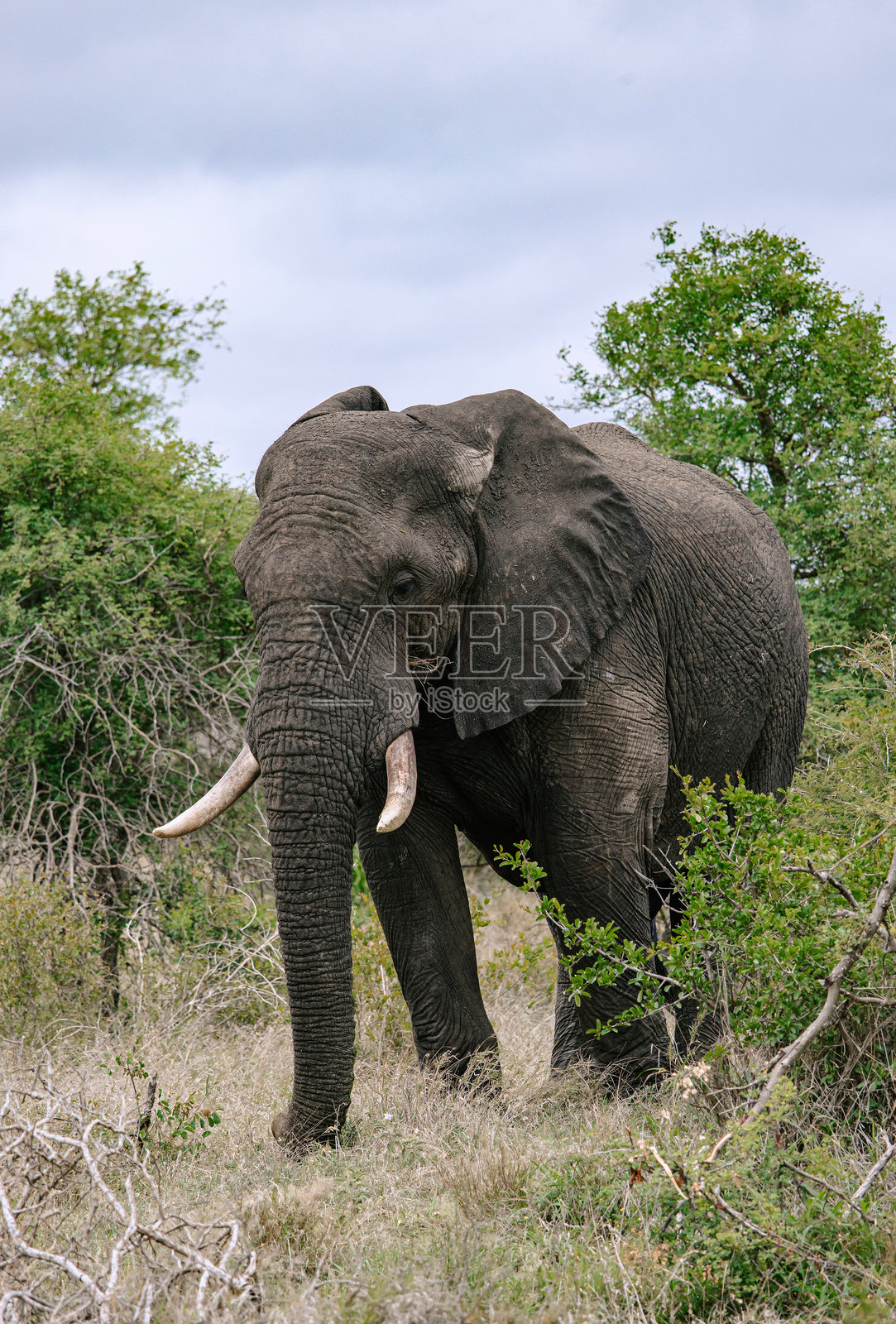 大草原上的全身非洲象。南非克鲁格国家公园的野生动物园。保育保护区照片摄影图片