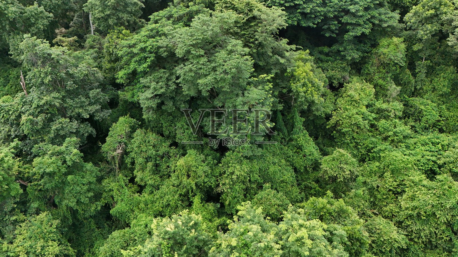 鸟瞰热带森林健康的环境绿色调照片摄影图片