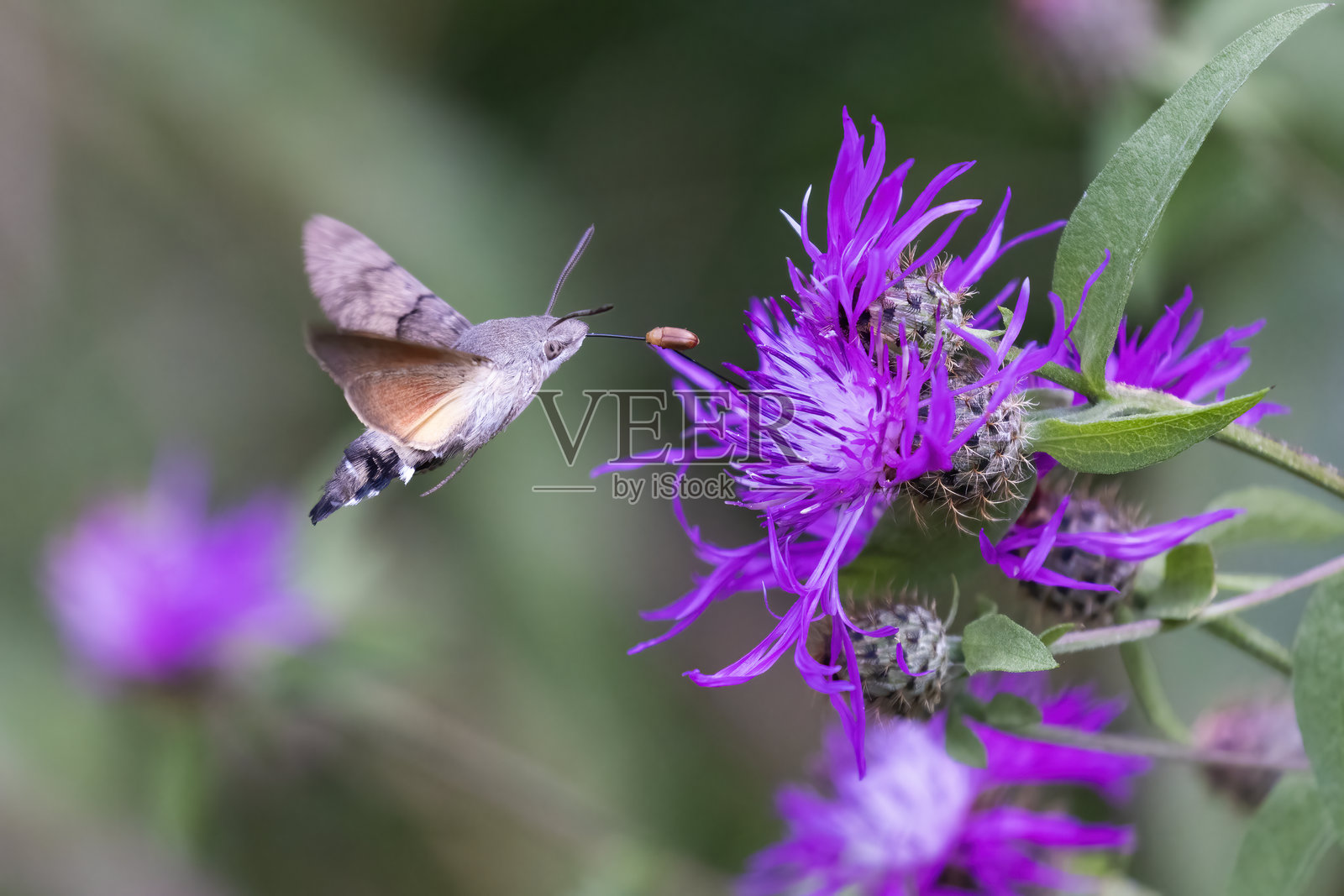 一只照片摄影图片
