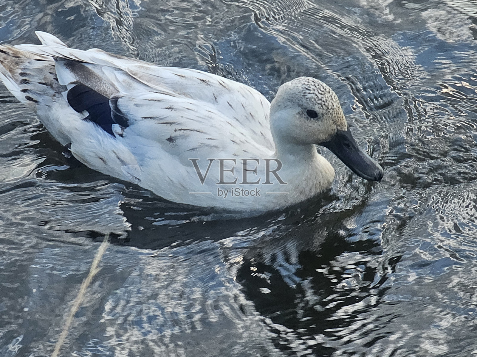 野鸭照片摄影图片