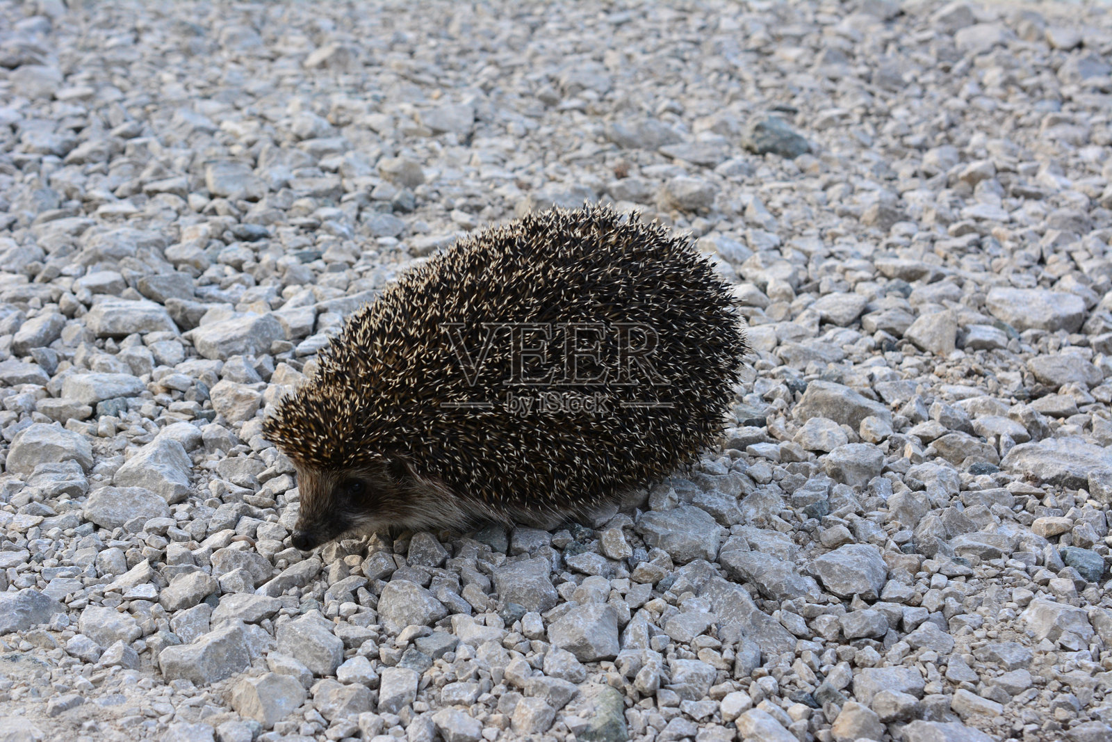 刺猬在岩石上，在地面上被孤立照片摄影图片
