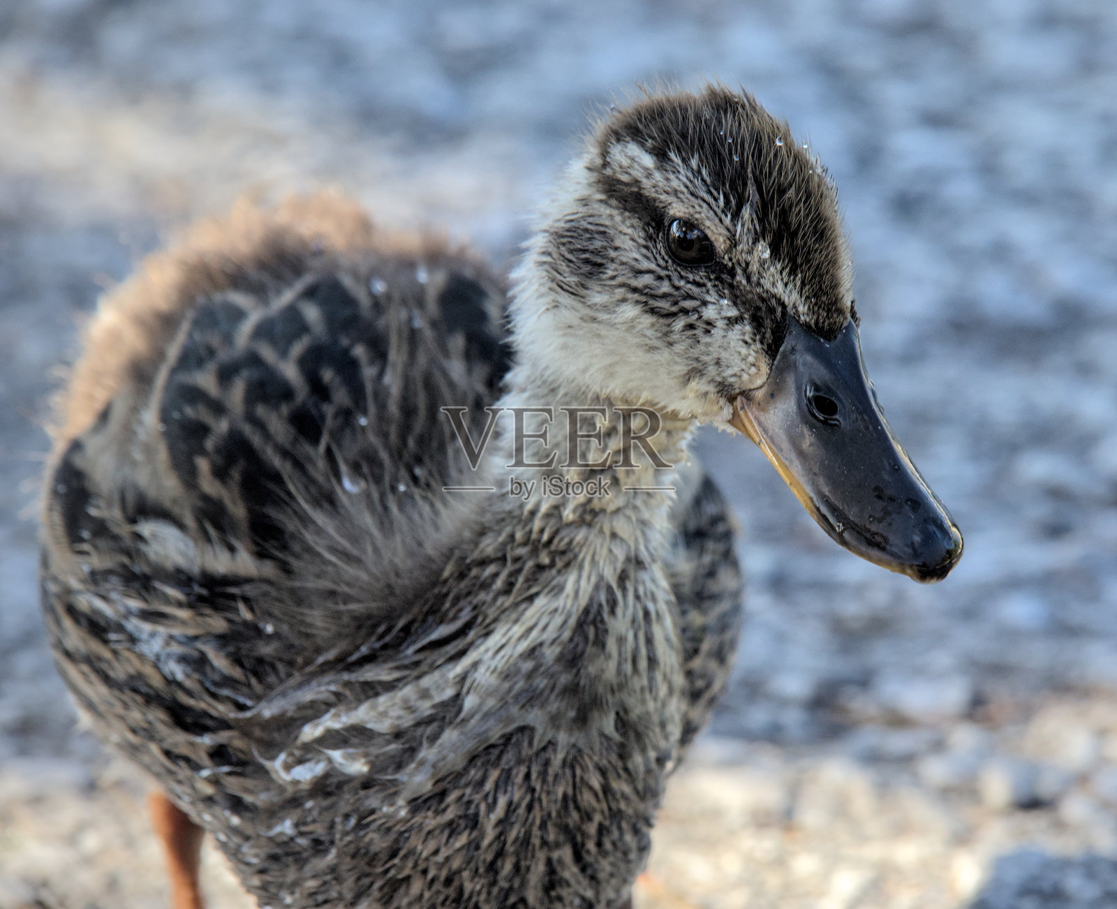 近距离拍摄的小鸭子(有喙和羽毛的雏鸟)在明尼苏达州州立公园的awowsting湖游泳时全身湿透照片摄影图片
