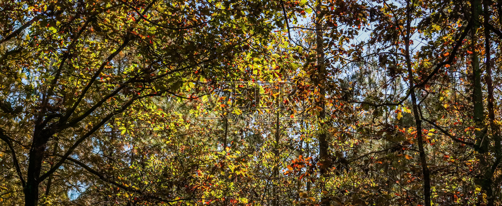 南秋林照片摄影图片