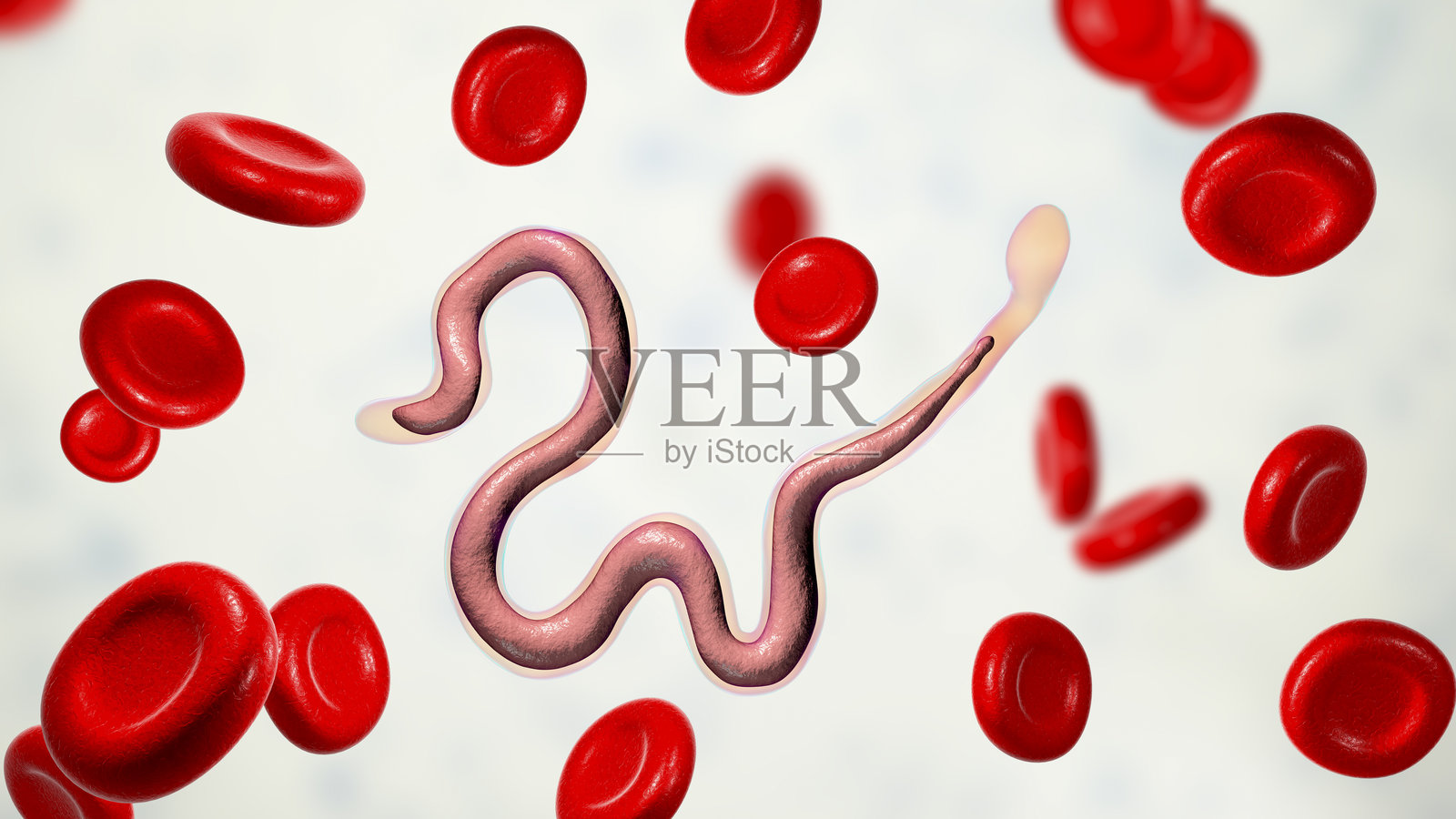 马来亚寄生虫，插图照片摄影图片