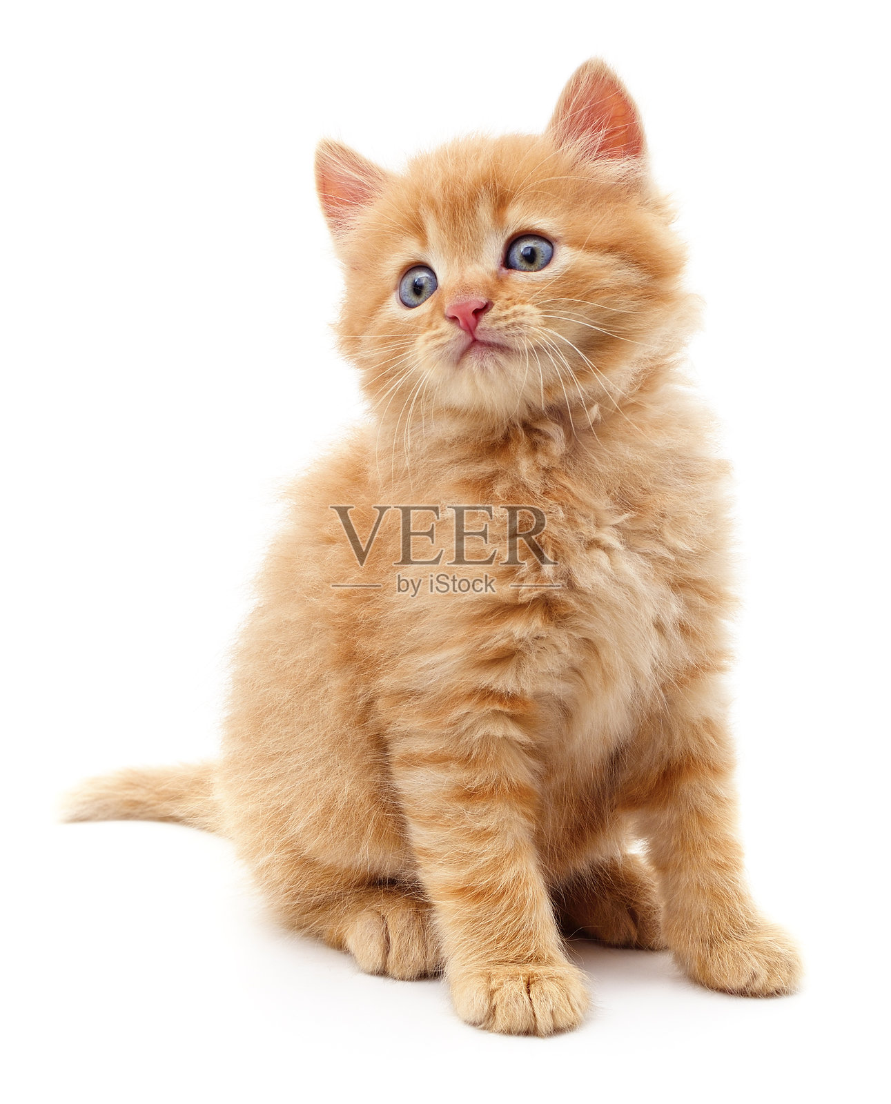 漂亮的红色小猫。照片摄影图片