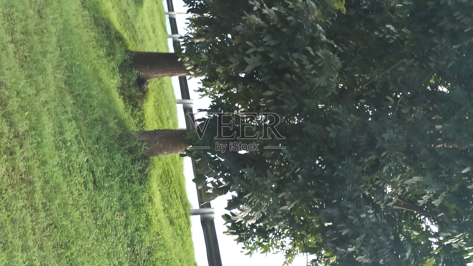 森林里的大树和绿叶照片摄影图片