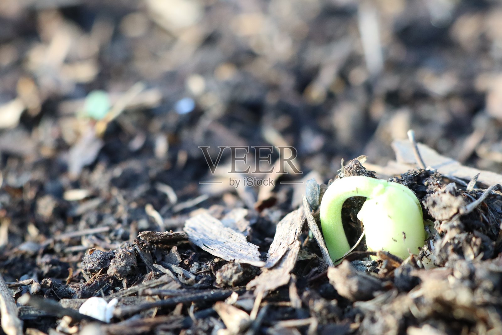 一株绿色的小植物正在从地里长出来照片摄影图片