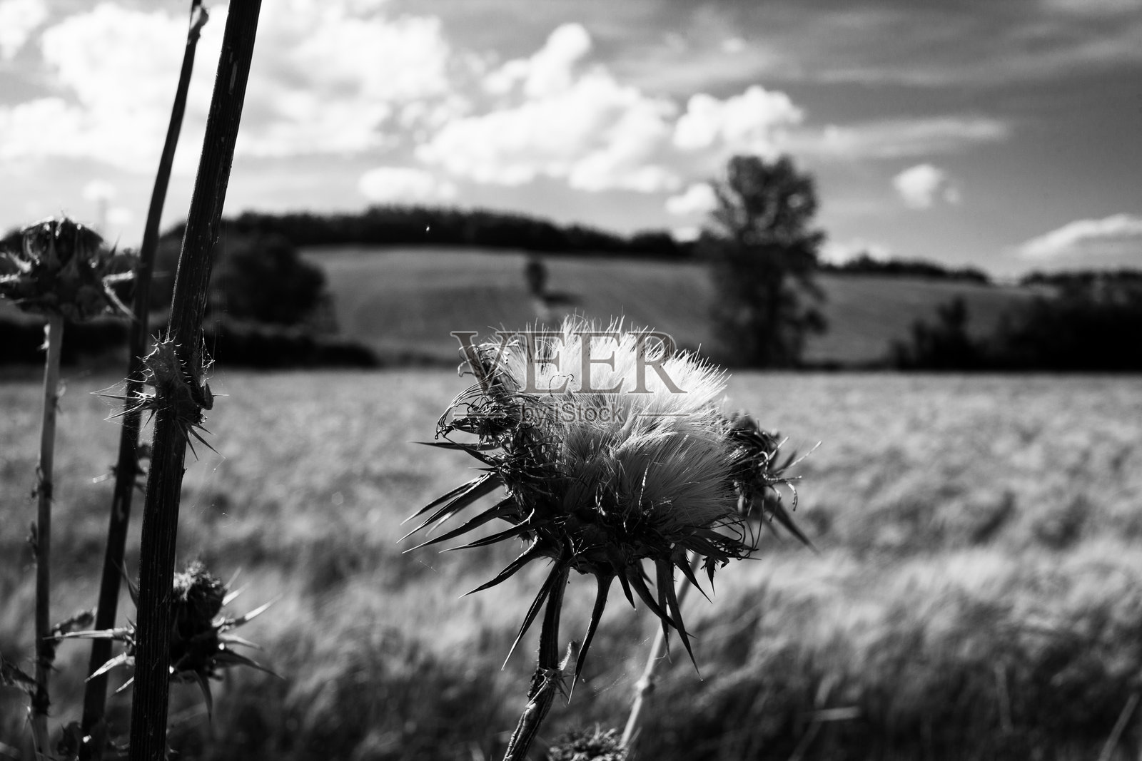 野蓟(在里面)。“万向selvatico”)照片摄影图片