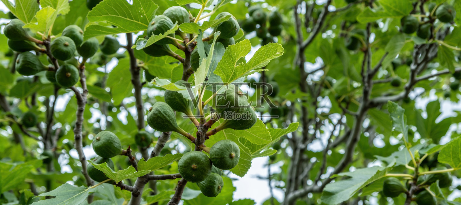 无花果树枝背景上的绿色未成熟无花果。无花果属植物，可食用的健康果实。照片摄影图片