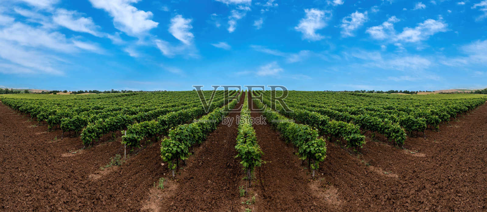 葡萄园全景，一排排的葡萄藤，清新的绿叶，蔚蓝的天空，照片摄影图片