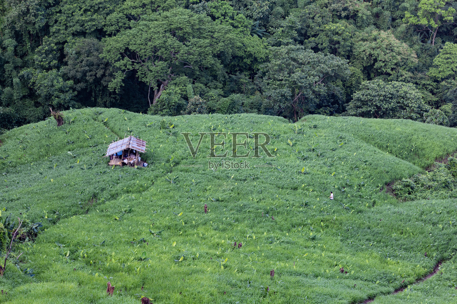 Jhum,轮作耕作,是查克玛人在山坡上的传统耕作方式。照片摄影图片