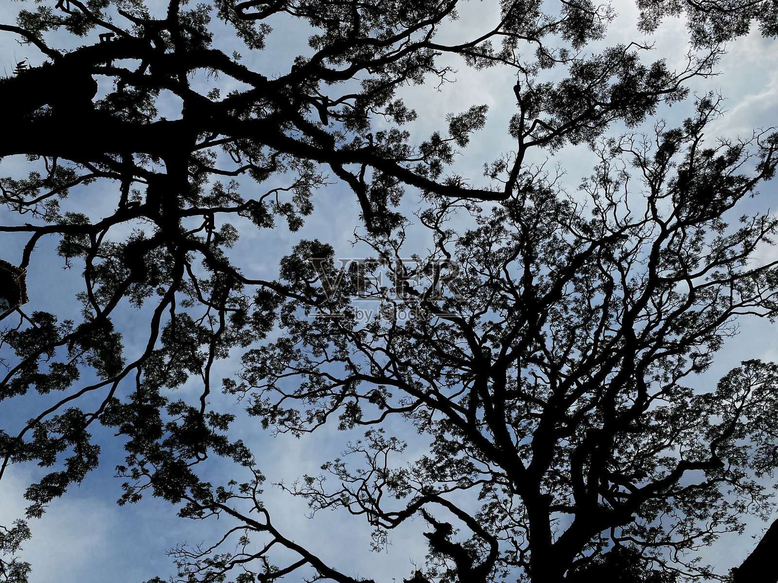 高大的树木和树枝映衬着明亮的云朵照片摄影图片