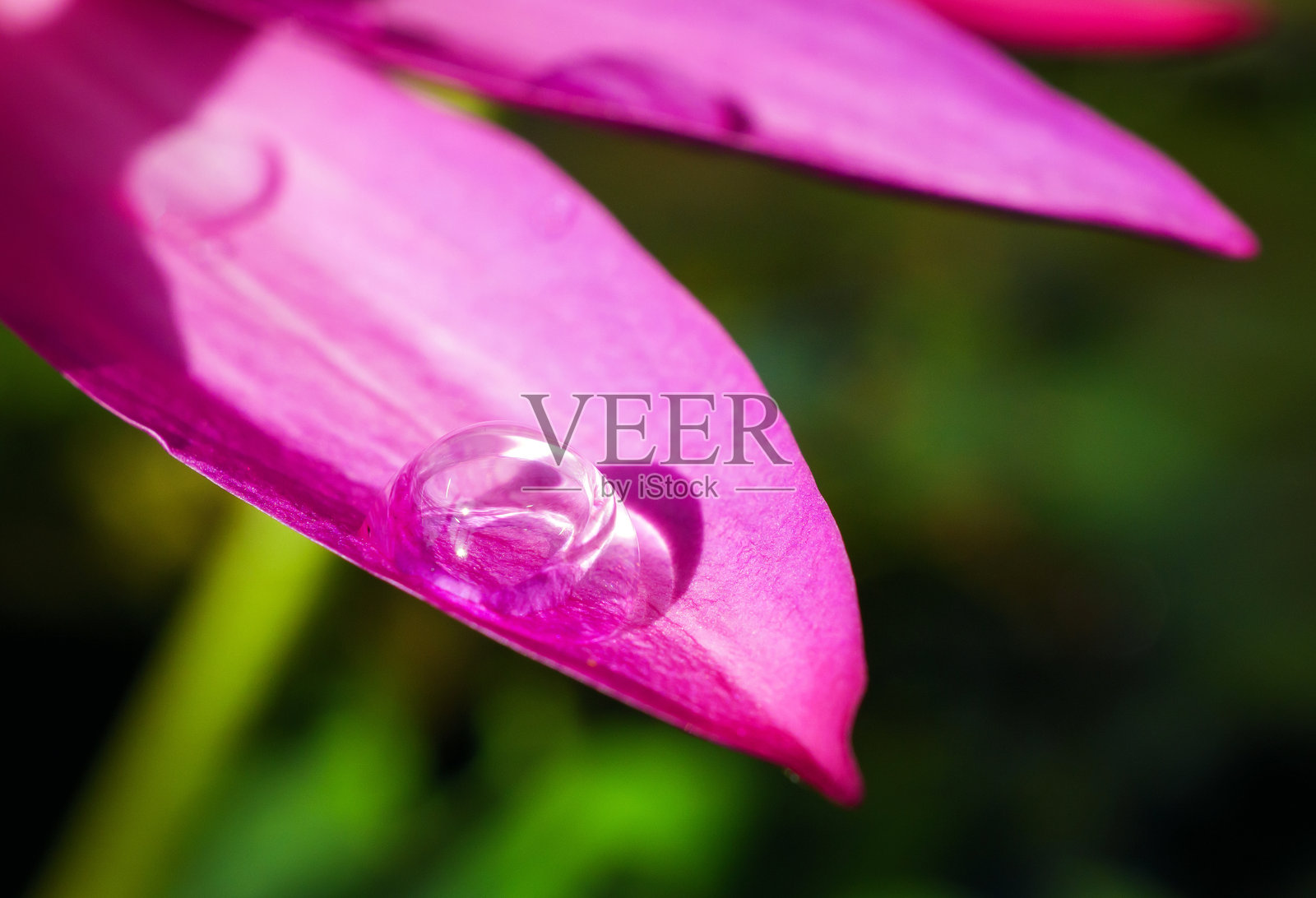 荷花上的水滴，特写，微距照片摄影图片