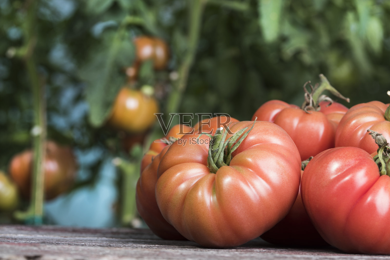 蔬菜、西红柿放在木桌上照片摄影图片