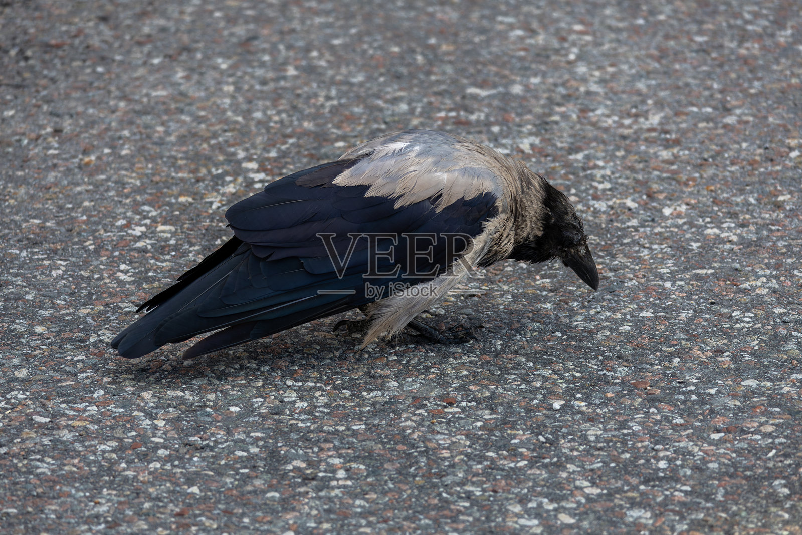 乌鸦在沥青路面上啄食照片摄影图片